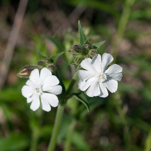 Silene latifolia (white campion, bladder campion, evening lychnis, wide-leaved bladder catchfly)