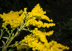 Solidago juncea (early goldenrod)