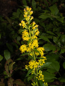 Solidago puberula (downy goldenrod)