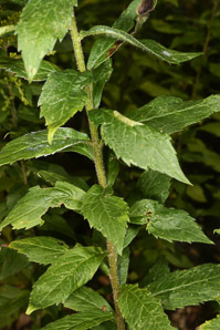 Solidago rugosa (rough-stemmed goldenrod, wrinkleleaf goldenrod)