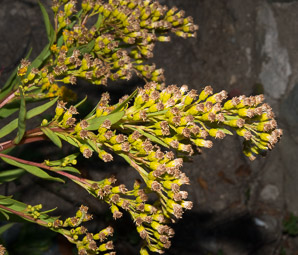 Solidago sempervirens (seaside goldenrod, salt-marsh goldenrod)