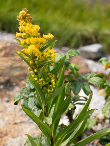 Solidago sempervirens (seaside goldenrod, salt-marsh goldenrod)