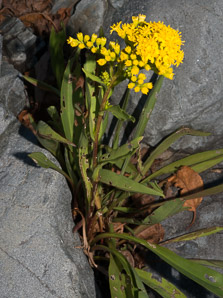 Solidago sempervirens (seaside goldenrod, salt-marsh goldenrod)