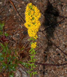 Solidago squarrosa (stout goldenrod)