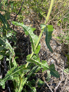 Sonchus arvensis (perennial sowthistle, field milk thistle, field sowthistle, corn sow thistle, dindle, gutweed, swine thistle, tree sow thistle)