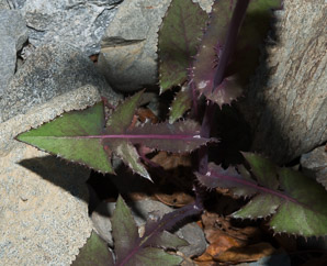 Sonchus oleraceus (sow thistle, common sowthistle, smooth sow thistle, annual sow thistle, puha, hare’s colwort, hare’s thistle, milky tassel, milk thistle, soft thistle, common sow thistle)