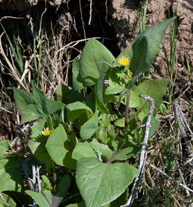 Sonchus oleraceus (sow thistle, common sowthistle, smooth sow thistle, annual sow thistle, puha, hare’s colwort, hare’s thistle, milky tassel, milk thistle, soft thistle, common sow thistle)