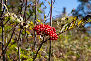 Sorbus americana (mountain ash, American mountain ash)