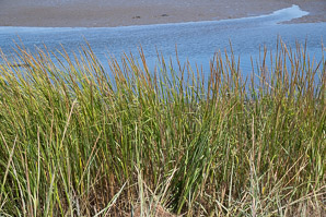 Spartina alterniflora (smooth cordgrass, saltmarsh cordgrass, salt-water cordgrass)