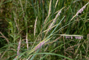 Spartina pectinata (prairie cordgrass)