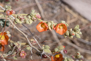 Sphaeralcea ambigua (desert mallow, apricot mallow, desert globemallow)