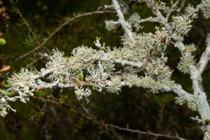 Sphaerophorus globosus (Tuckerman’s coral lichen, globe ball lichen)