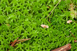 Sphagnum L. (sphagnum moss, sphagnum)