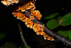 Stereum complicatum (orange crust fungus)