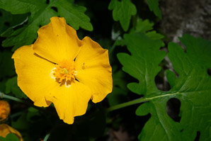 Stylophorum diphyllum (yellow wood poppy, celandine poppy)