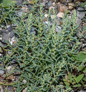 Suaeda maritima (common seablite, herbaceous seepweed)