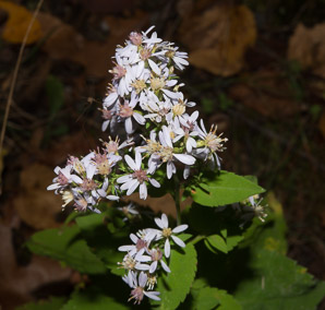 Symphyotrichum cordifolium (heart-leaved aster, broad-leaved aster, common blue wood aster)