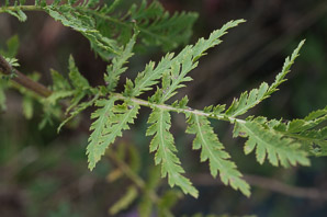 Tanacetum vulgare (common tansy, golden buttons, curly leaf tansy, tansy, bitter buttons)