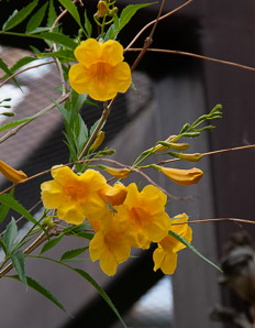 Tecoma stans (trumpet flower, yellow bells, yellow trumpetbush)