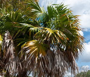 Thrinax radiata (Florida thatch palm)