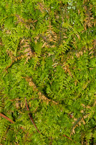 Thuidium delicatulum (delicate fern moss, fern moss, common fern moss, delicate thuidium moss)