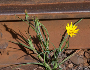 Tragopogon dubius (yellow goatsbeard, yellow salsify, western salsify, western goat’s-beard, wild oysterplant, yellow goat’s beard, goat’s beard, goatsbeard, common salsify, salsify)