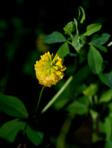 Trifolium aureum (hop clover, large hop clover, large hop trefoil, golden clover)
