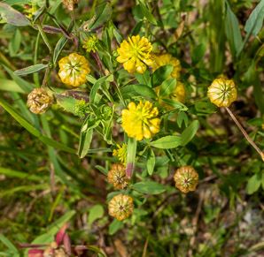 Trifolium aureum (hop clover, large hop clover, large hop trefoil, golden clover)