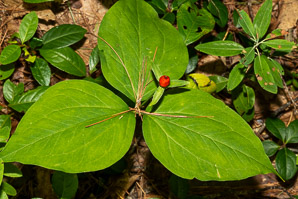 Trillium undulatum (painted trillium)
