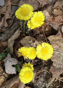 Tussilago farfara (coltsfoot, ass’s foot, bull’s foot, butterbur, coughwort, farfara, foal’s foot, foalswort, horse foot, winter heliotrope)