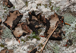 Umbilicaria mammulata (smooth rock tripe, navel lichen)