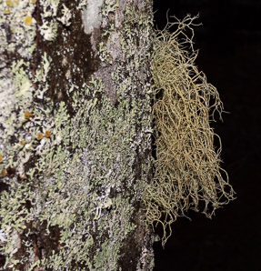 Usnea rubicunda (red beard lichen, beard lichen)