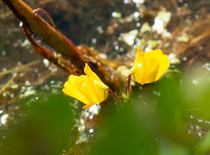 Utricularia macrorhiza (common bladderwort, bladderwort)