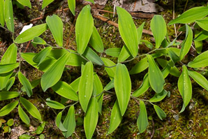 Uvularia sessilifolia (sessile bellwort, wild oats, sessile-leaved bellwort, sessileleaf bellwort)