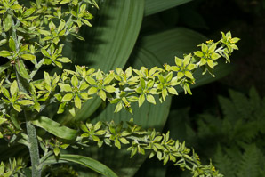 Veratrum viride (false hellebore, green false hellebore, Indian poke, American hellebore)