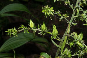 Veratrum viride (false hellebore, green false hellebore, Indian poke, American hellebore)