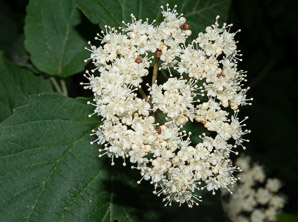 Viburnum acerifolium (maple-leaf viburnum, arrow-wood, maple-leaf arrowwood, maple-leaved viburnum, maple-leaf arrow-wood, mapleleaf viburnum)