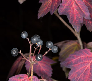 Viburnum acerifolium (maple-leaf viburnum, arrow-wood, maple-leaf arrowwood, maple-leaved viburnum, maple-leaf arrow-wood, mapleleaf viburnum)