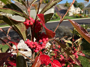 Viburnum nudum (withe rod, possumhaw)