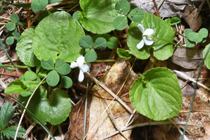 Viola blanda (sweet white violet, woodland-white violet)