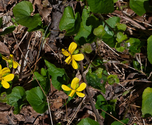 Viola pubescens (common yellow violet, downy yellow violet)