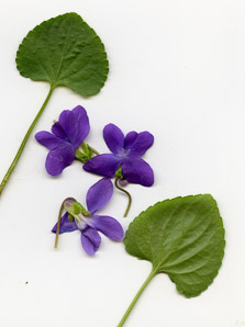 Viola sororia (common blue violet, woolly blue violet, common wood violet, broad-leaved wood violet)