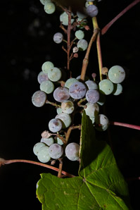Vitis aestivalis (summer grape, grape)