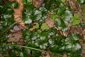 Waldsteinia fragarioides (barren strawberry, Appalachian barren strawberry)