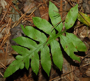 Woodwardia areolata (netted chain fern, nettled chain fern, netted chainfern)