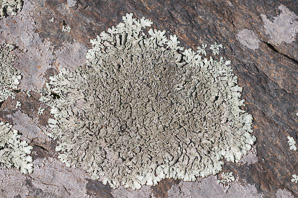 Xanthoparmelia plittii (Plitt’s rock shield, Plitt’s xanthoparmelia lichen)