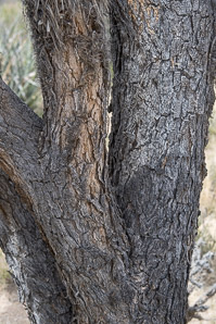 Yucca brevifolia (Joshua tree)