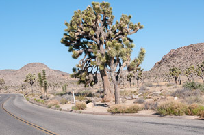 Yucca brevifolia (Joshua tree)