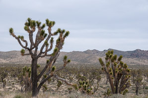 Yucca brevifolia (Joshua tree)