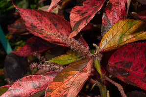 Acalypha wilkesiana (copperleaf, Jacob’s coat, copper leaf, Wilkes’ acalypha)